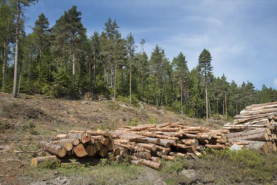 Kestävää metsätaloutta